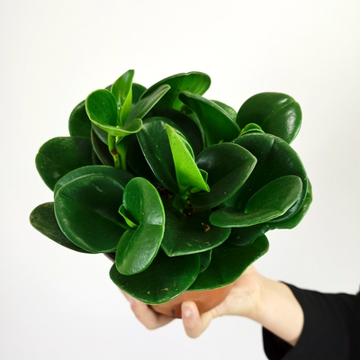 豆瓣绿吸烟鬼盆栽青叶碧玉室内水培观叶绿植四季常青植物