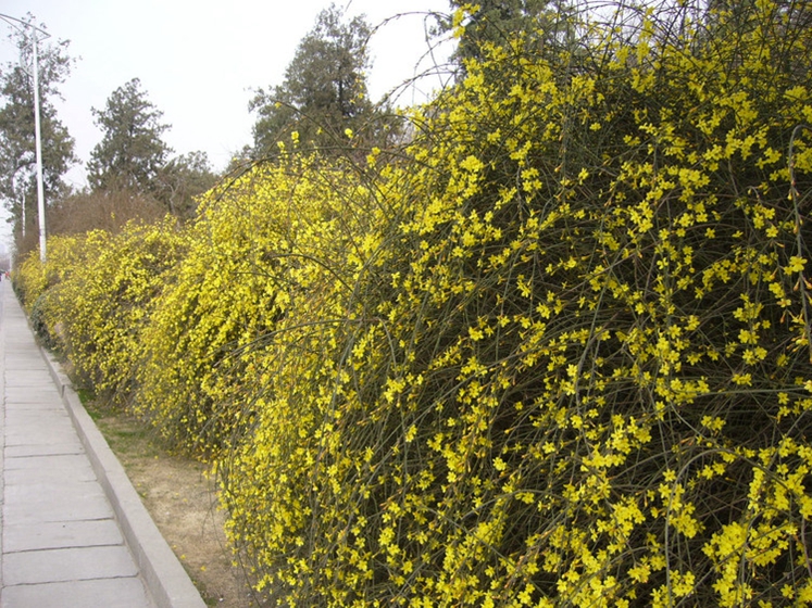 室外庭院小区耐寒观花藤本植物 迎春花 报春花 迎春花苗 花期长