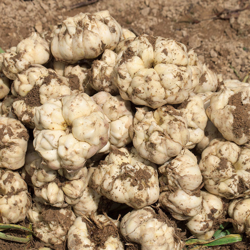 湖南龙山新鲜百合5斤龙牙百合大果现挖药用食用微苦咳嗽白非卷丹