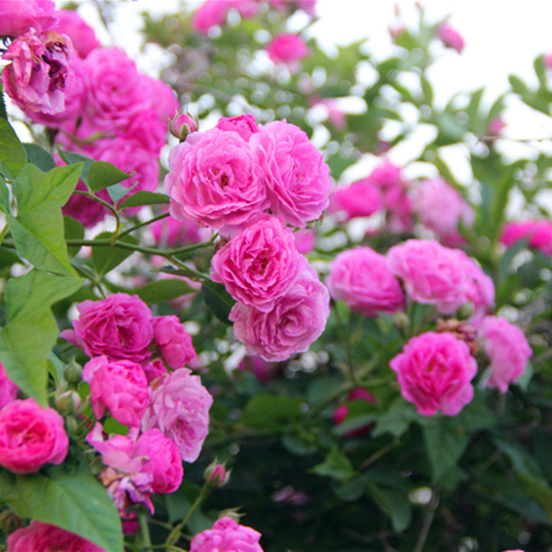 虎嗅精品十姐妹蔷薇花苗盆栽藤本粉色系大花朵浓香经典中国老品种
