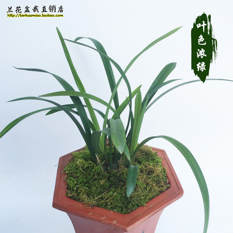 建兰四季正品品红一品兰花苗梅瓣夏带花苞出售时令草本花卉