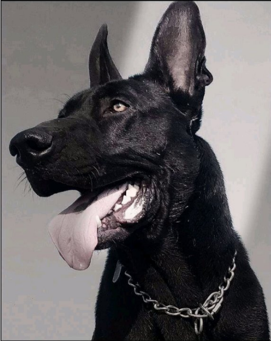 黑狼纯种幼犬活体大型看家家护院犬黑色中华畜牧