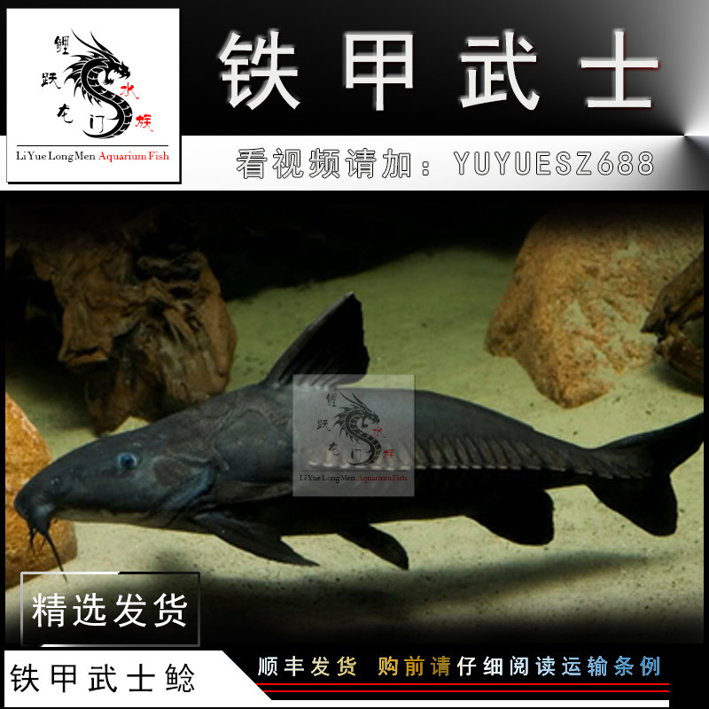 铁甲武士鲶鱼巴西秘鲁鲁艾长须白银大型底层鱼