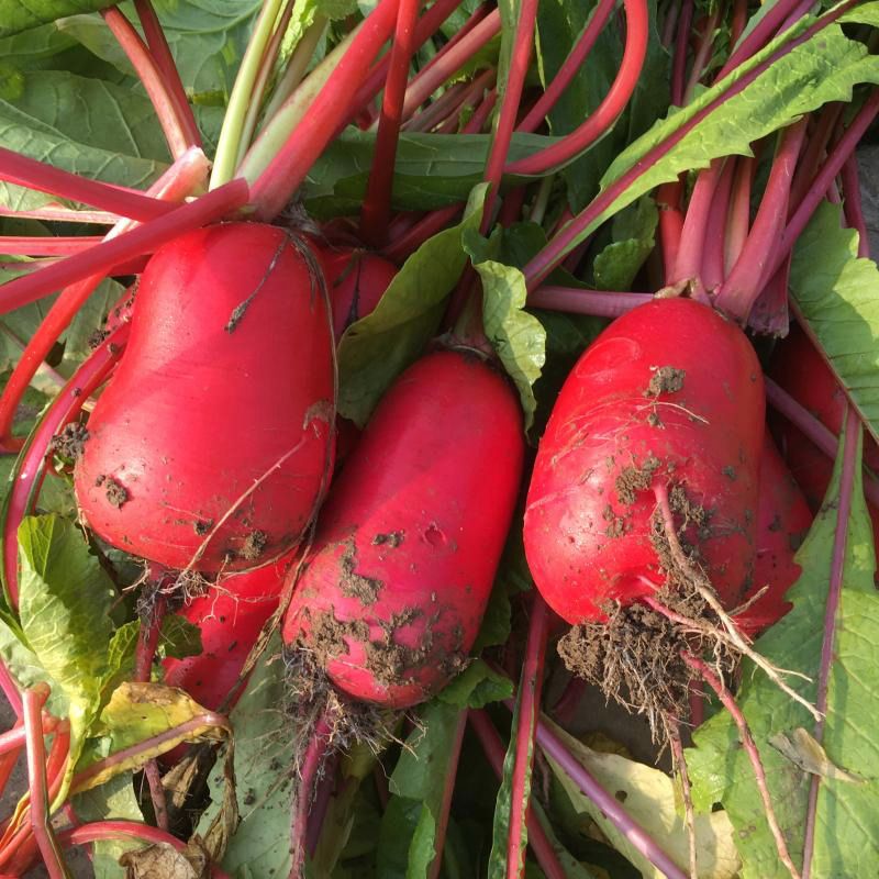 萝卜新鲜红皮贵州仡蓁蔬菜农家自种小红红萝卜萝卜