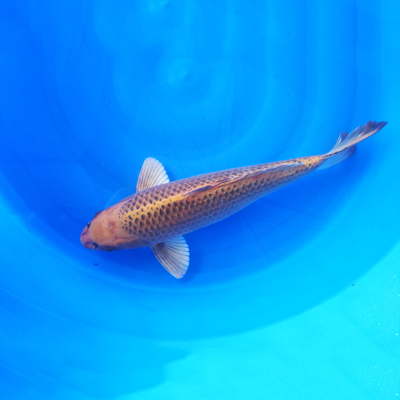 现售纯种日本松叶龙凤锦鲤鱼苗69饲料