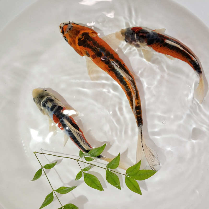 德系秋翠锦鲤鱼活体冷水观赏鱼易活风水鱼红白黑黄钱串少鳞锦鲤