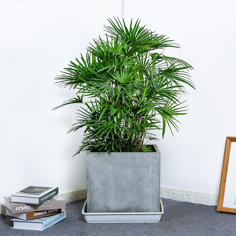 金山盆栽棕竹盆景细叶大型办公室家居庭院净化空气绿植