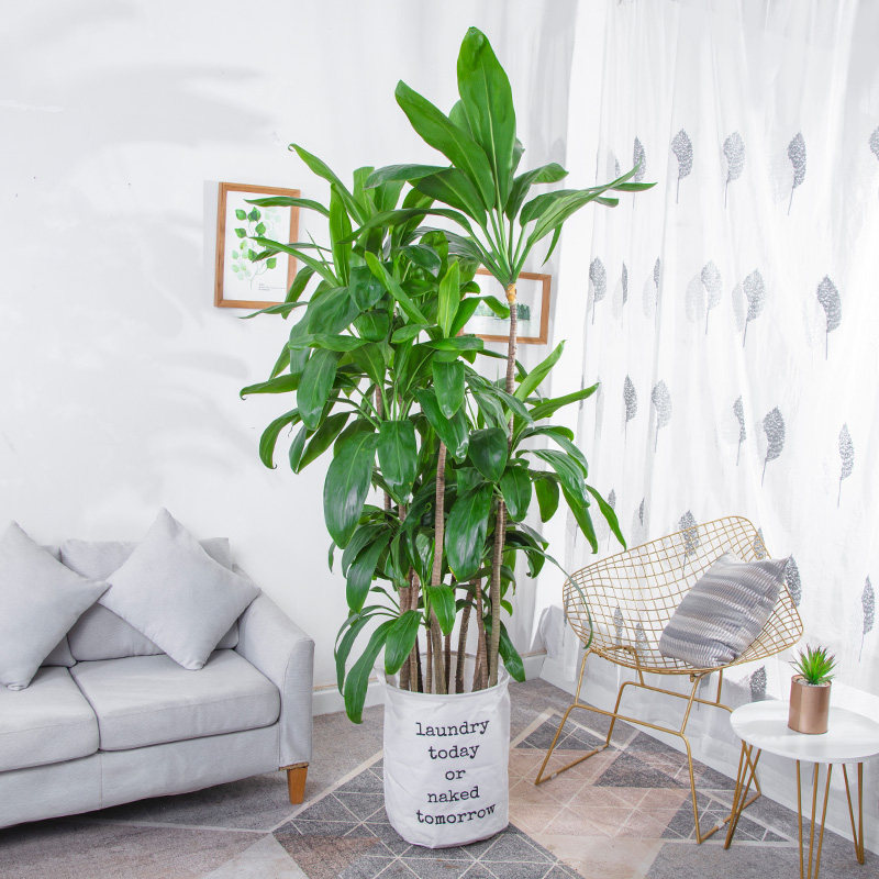 大叶叶青铁大盆栽室内客厅办公室植物四季常青大型绿植