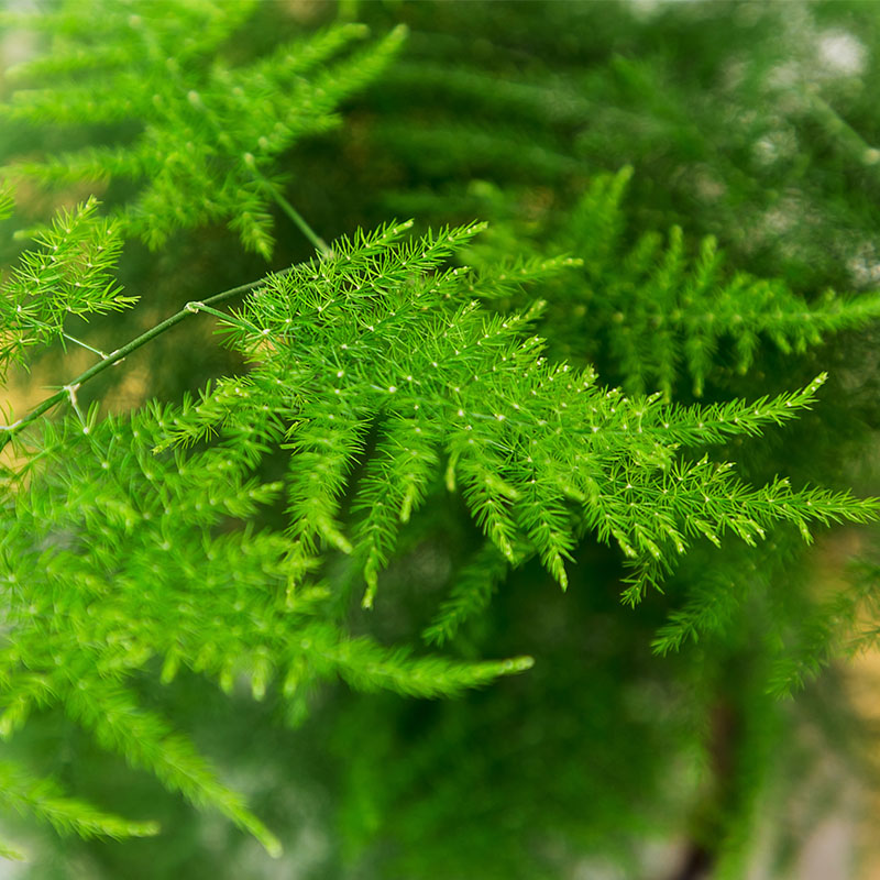 文竹盆栽细叶办公室桌面绿植前台植物文雅防辐射绿植