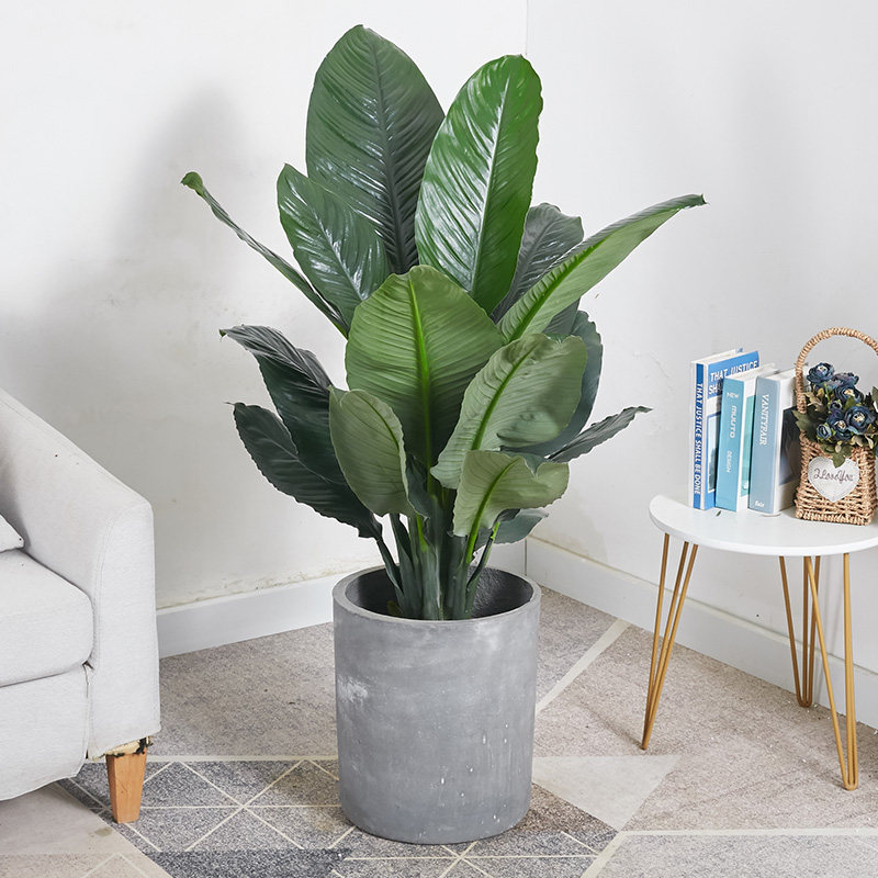 绿巨人养活易养活甲醛空气室内净空阳台客厅大型绿植