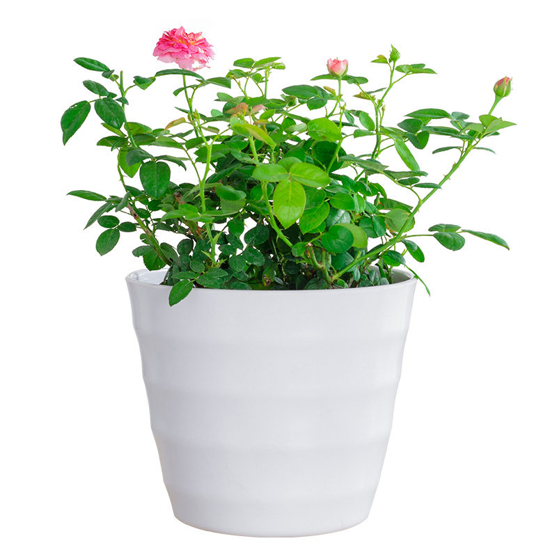 绿植月季花盆栽蔷薇花小四季开花阳台室外喜阳花卉