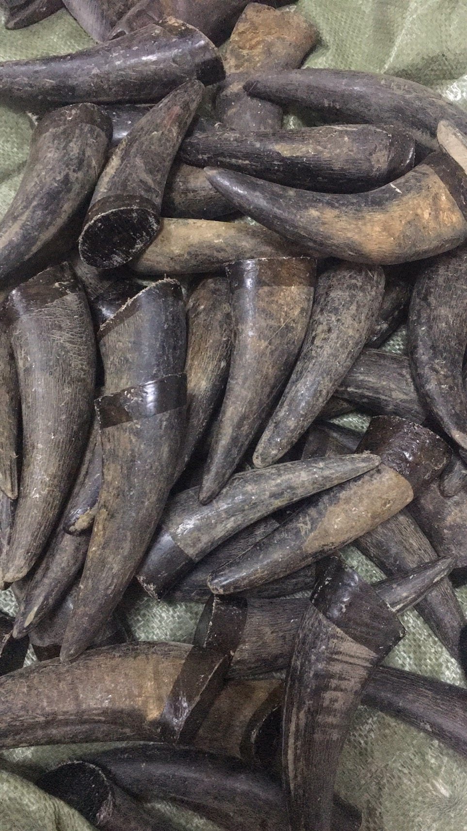 10年龄黑水牛角实心牛角尖 弹弓料刀柄弹弓手把扳指佛珠佛头雕刻