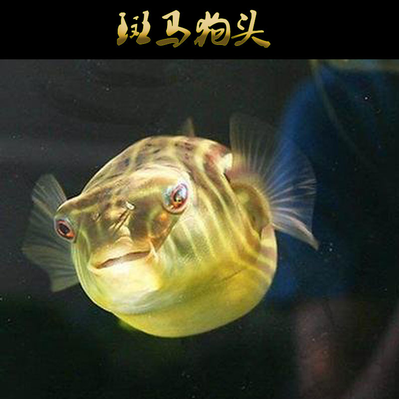 非洲进口斑马狗头鱼宠物鱼活鱼河豚凶猛观赏鱼野生