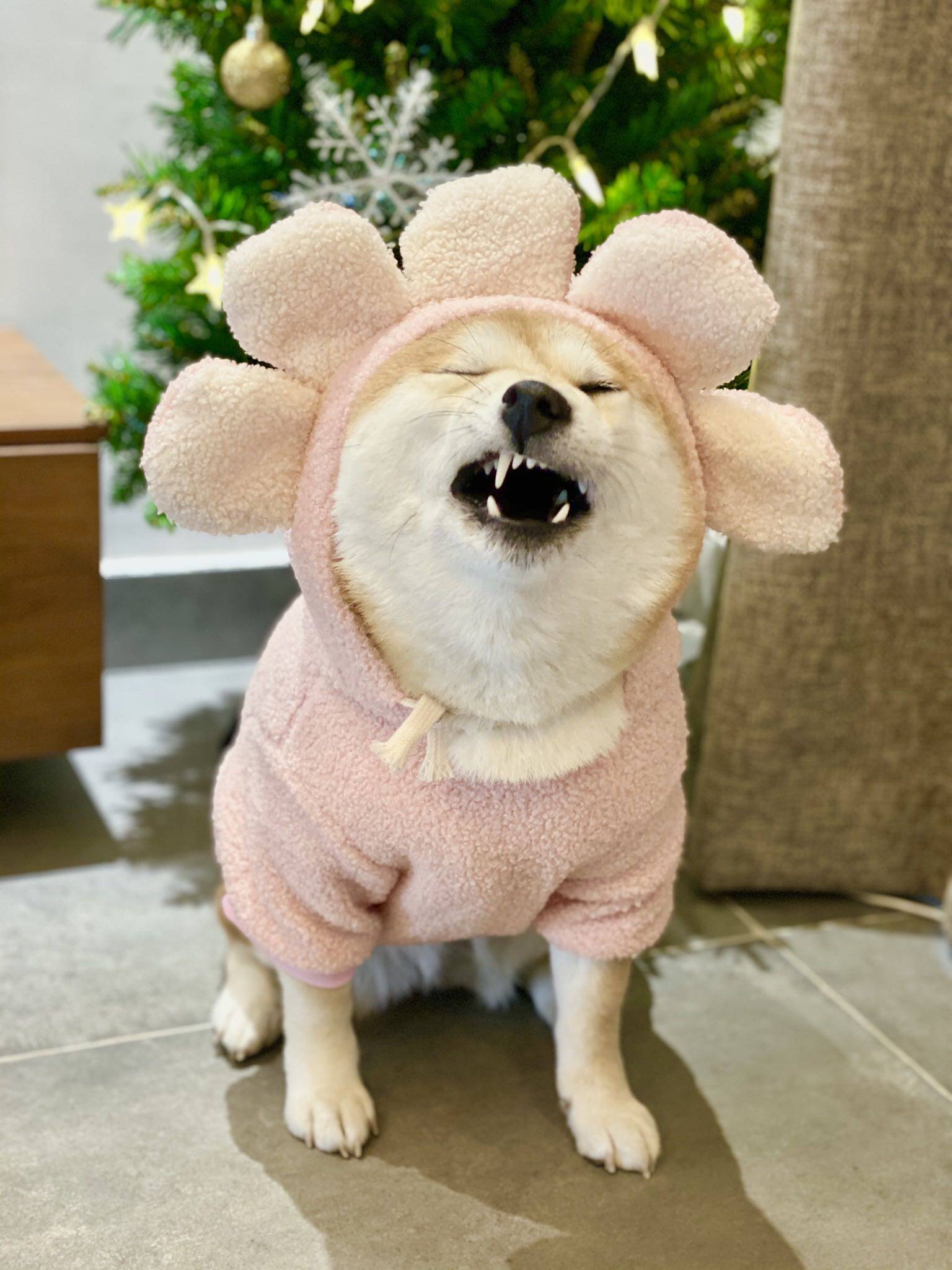 柏万同款柴犬太阳花朵衣服宠物狗狗服饰粉色可爱萌宠秋冬戴帽卫衣