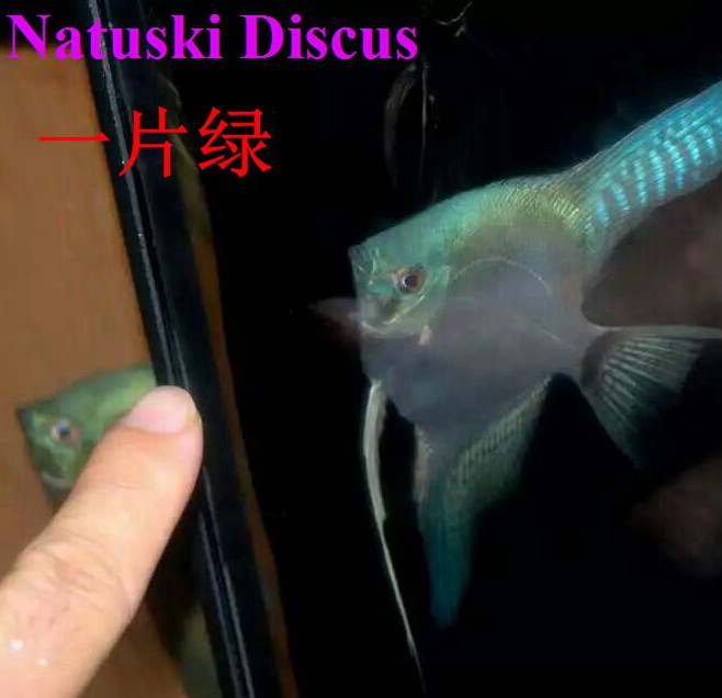 包邮新品台产阿凡达系列神仙燕子鱼熊猫秘鲁埃及斯卡夏木芳菲活体