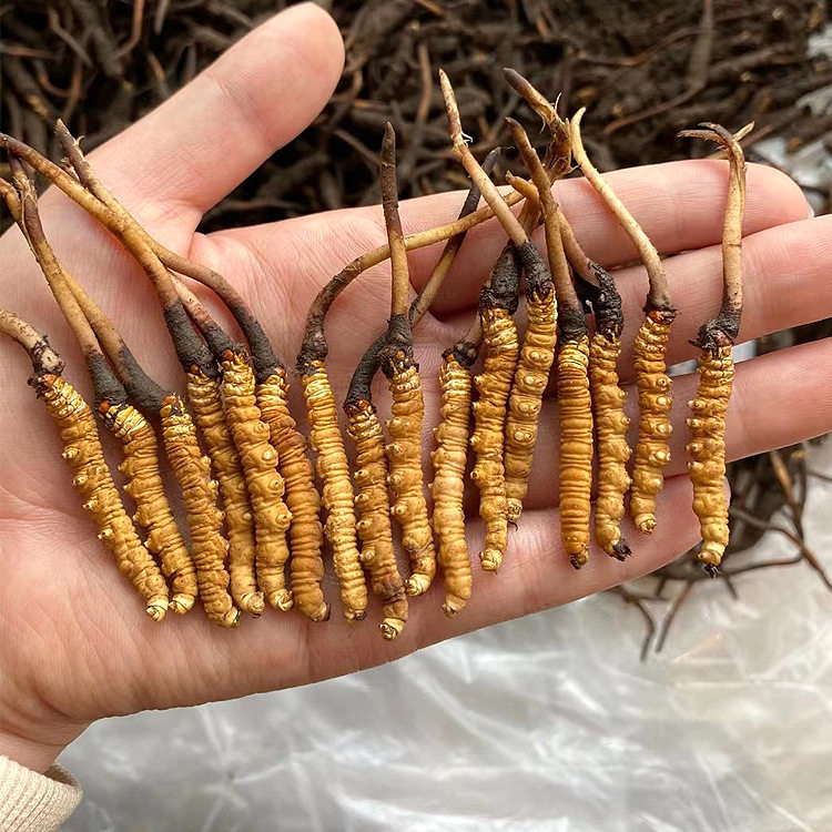 新鲜冬虫夏草2022青海玉树头期野生西藏虫草产地冬虫夏草