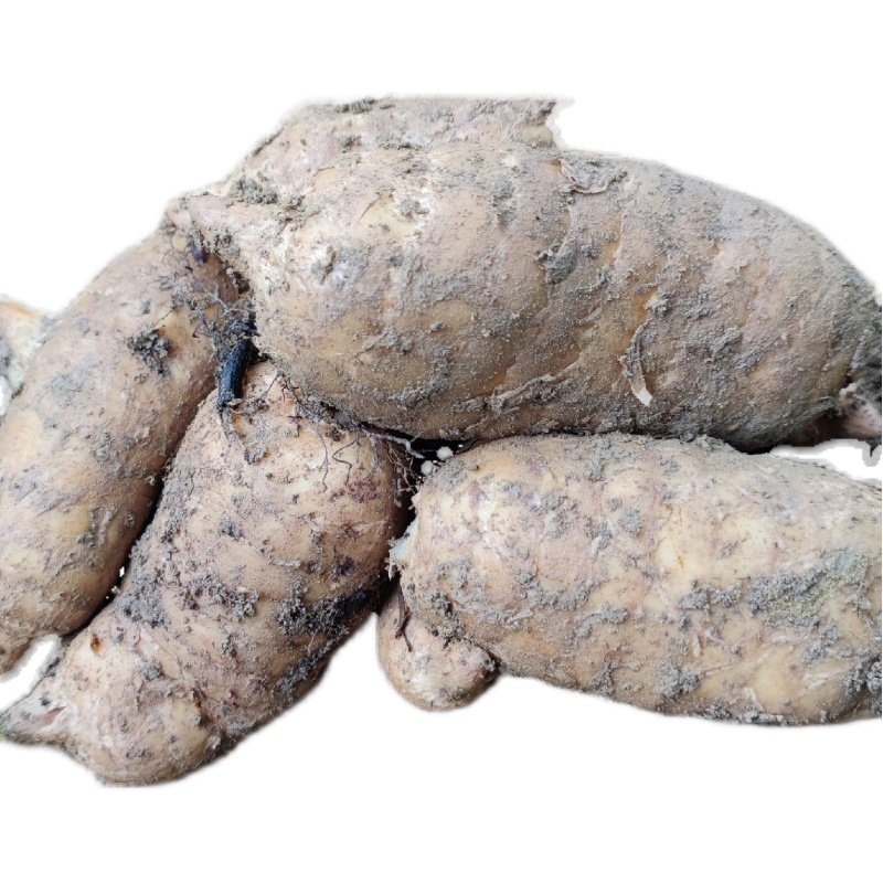 乌红杂交天麻恩施利川高山农家种植无农残无其它