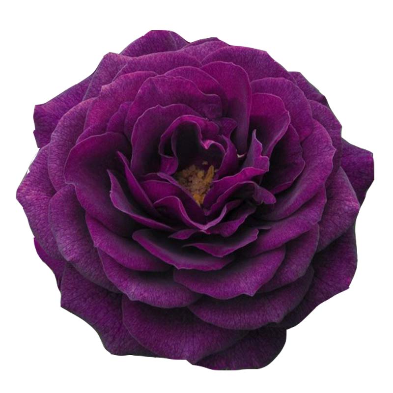 带花发货海潮之声月季月季花花苗大苗大花浓香时令草本花卉
