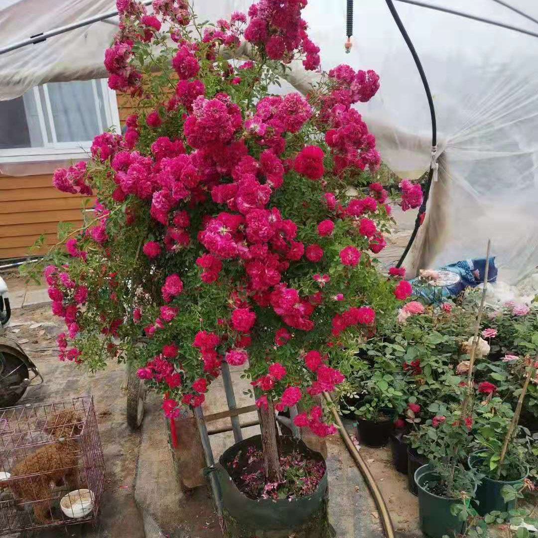 木香重瓣蔷薇中大开放集群盆栽花卉庭院黄色时令草本花卉