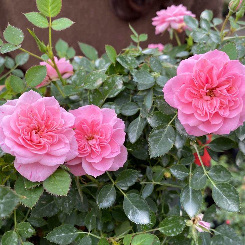 带花发货微月心上人恋人印记月季月季花花苗多季观叶