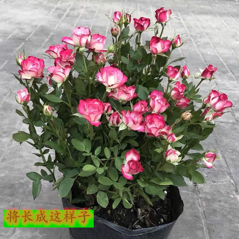 狮子座玫瑰玫瑰花花苗复色多头切花月季阳台庭院观叶