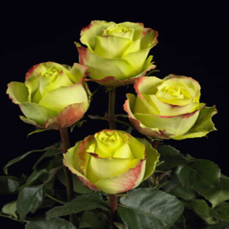 带花发货苏萨月季月季花花苗大苗阳台庭院楼顶时令草本花卉