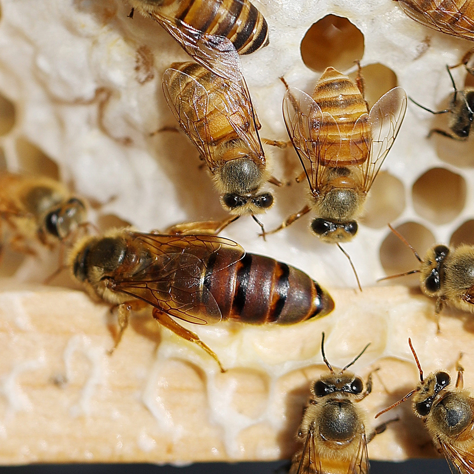 了中蜂蜂王种王优质高产蜜蜂活体产卵王双色杂交交尾阿坝黑色处女王