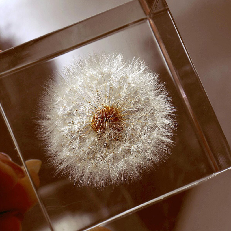 solacube蒲公英标本植物宇宙立方体日本直购usagi摆件