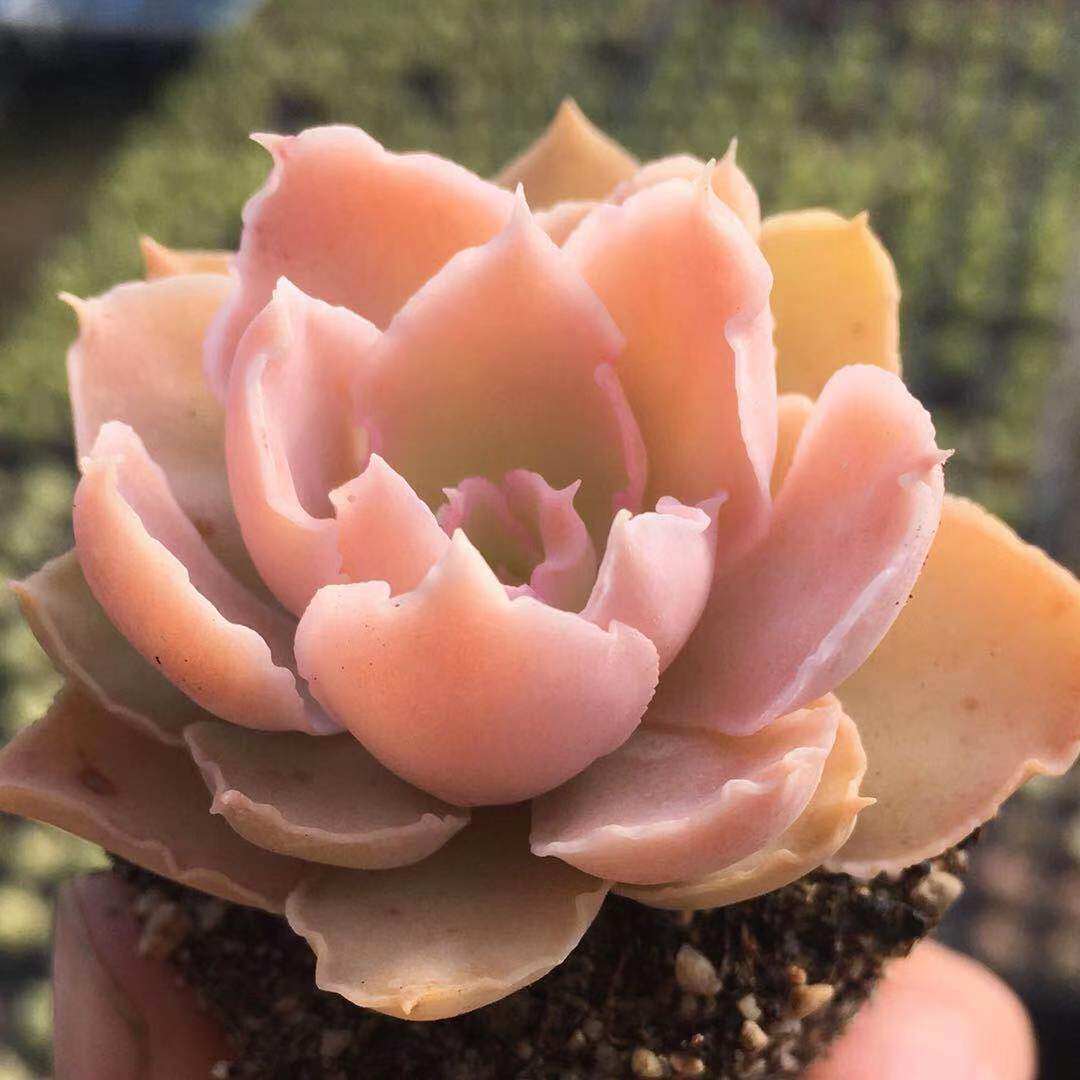 沙维娜只园之舞莎维娜包菜多植物实生皱叶清晟多肉植物