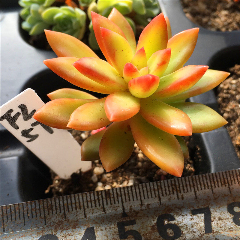 橙色光辉黄丽铭月日系多植物一物一拍小桩清晟多肉植物