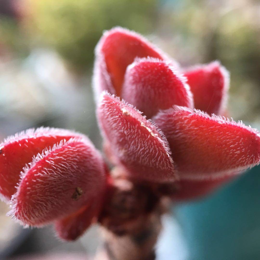 焰芒多肉植物一物一拍稀有清晟园艺精实拍满包邮多肉植物