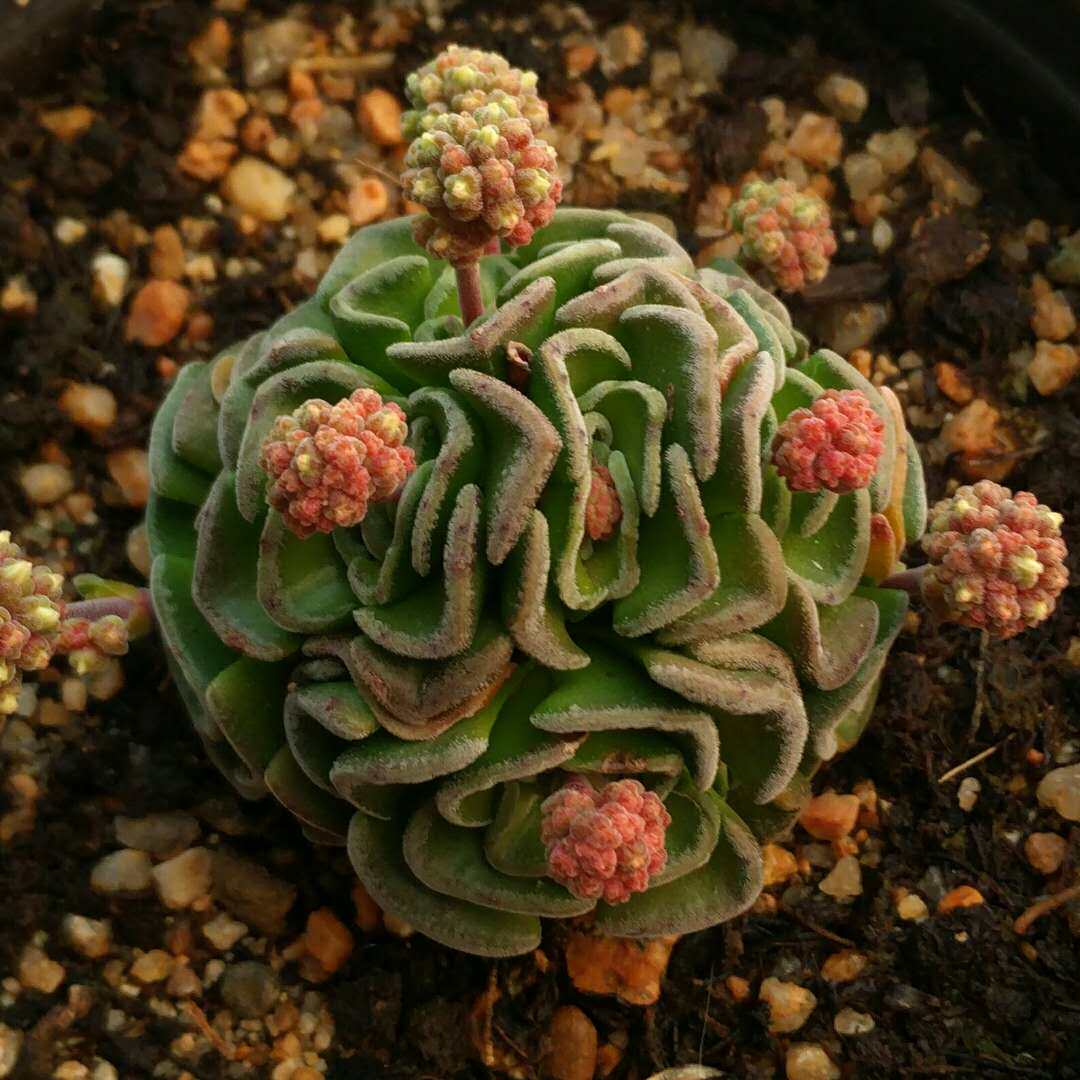 漂流岛多肉植物青锁龙属稀有一物一拍2月中旬更新正版满58包邮