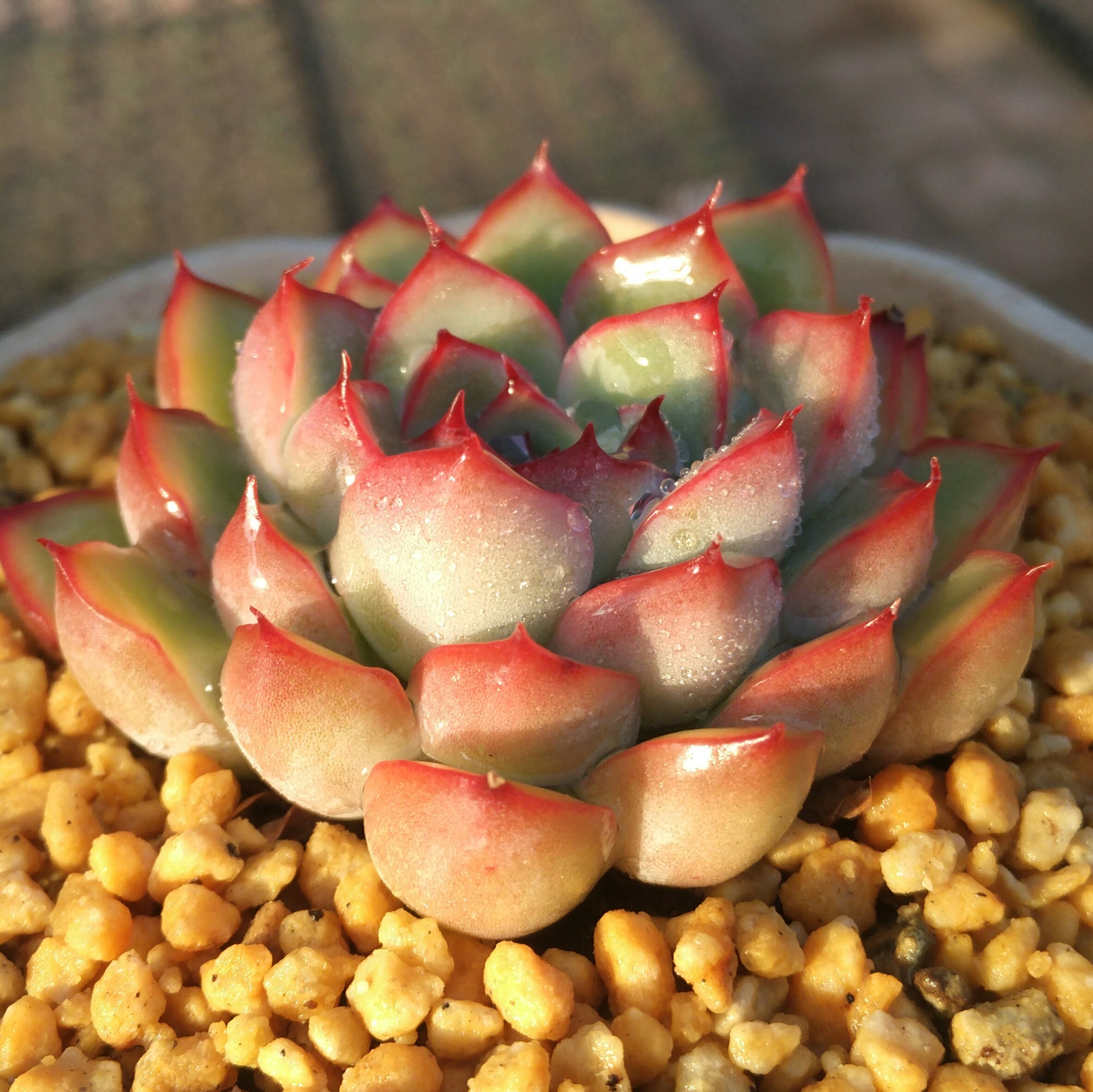 荷花多肉植物樱桃花月夜一物一拍清晟园艺实拍满包邮3月中更新