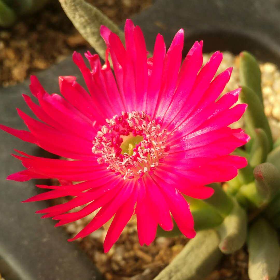 奔龙多肉植物开粉一物一拍清晟园艺满包邮月末多肉植物