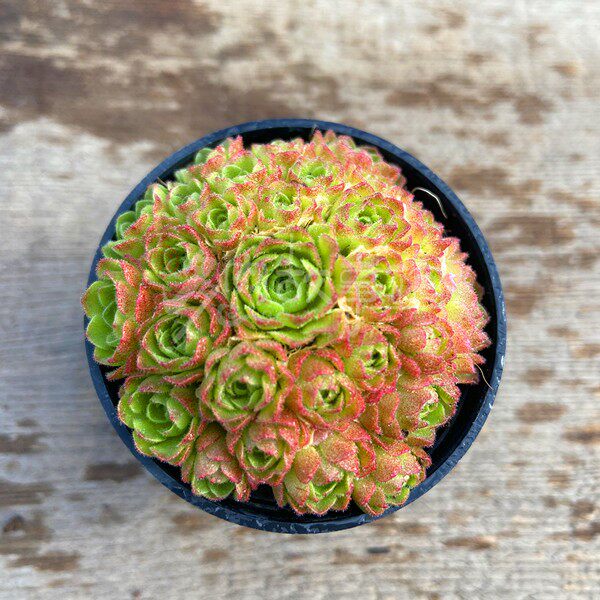 满额包邮多瓦莲红颜玫瑰净化空气防辐射窗台非常庭院多肉植物