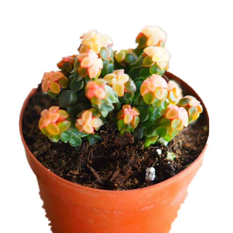 多肉植物粉色象足椒草多头带盆栽好桌面室内防辐射花卉盆栽