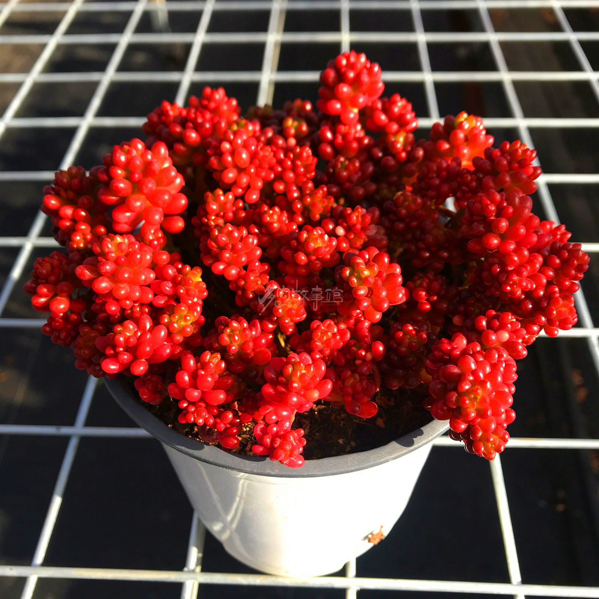 满额含盆好养四季新手果冻包邮多浆果彩色红色多肉植物