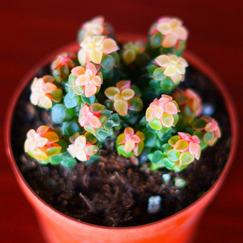 多肉植物粉色象足椒草多头带盆栽好桌面室内防辐射花卉盆栽