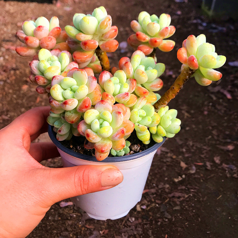 多肉植物粉色罗琦老非常漂亮满额包邮故事奇趣多肉植物