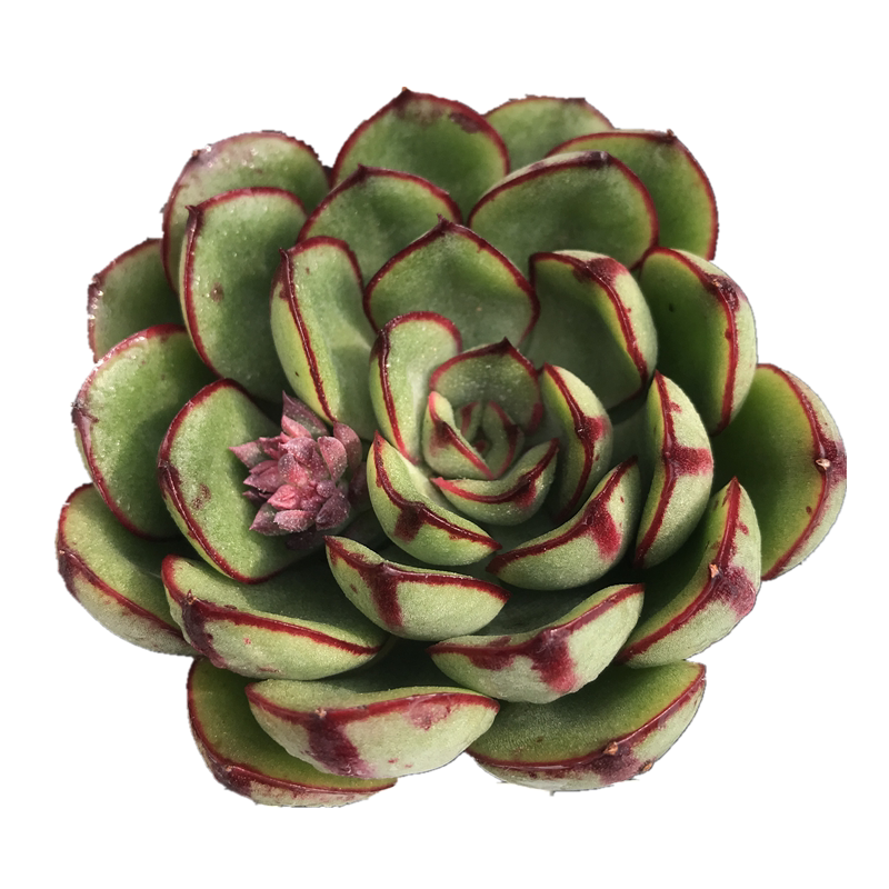 满额包邮多红花女王含盆新手四季好养萌肉防辐射多肉植物