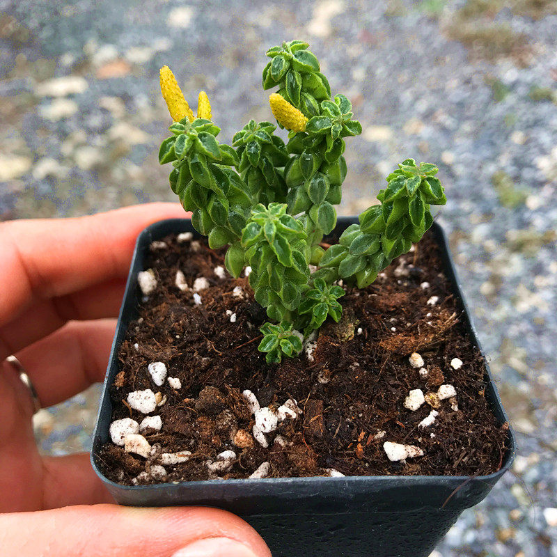 多肉植物象足椒草非常漂亮满额包邮故事奇趣多肉植物