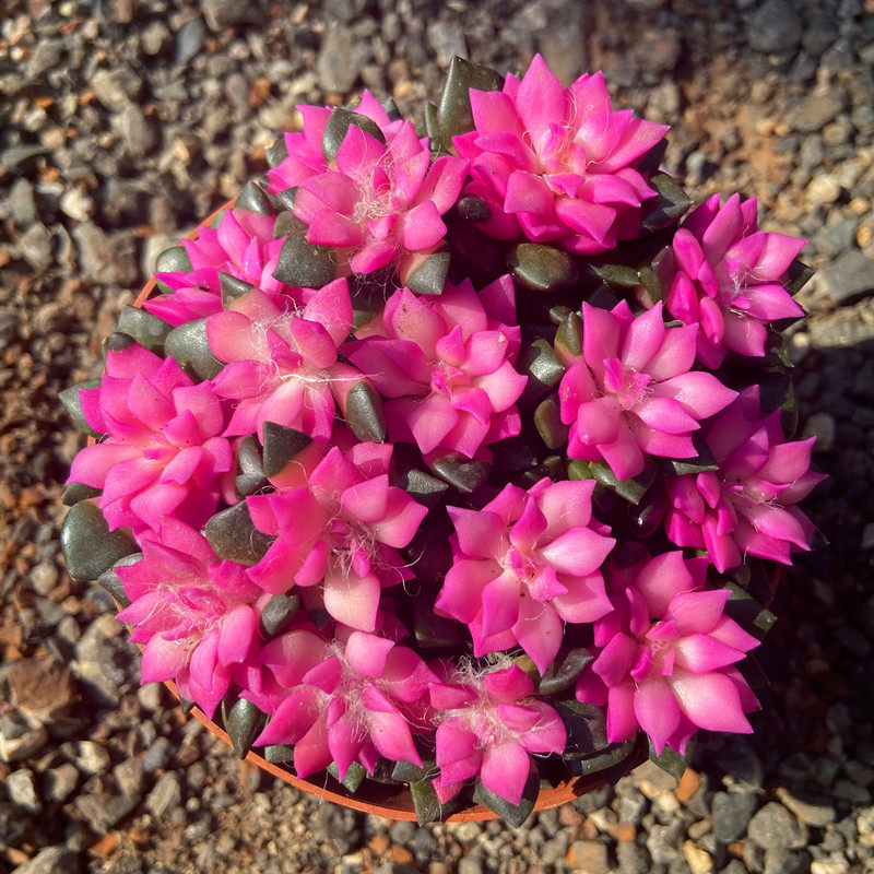 多肉植物吹雪之松锦卡日松植物颜色艳丽桌面阳台防辐射多肉盆栽