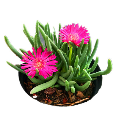 满额包邮多肉奔龙开花型室内阳台办公室绿植花卉防辐射盆栽