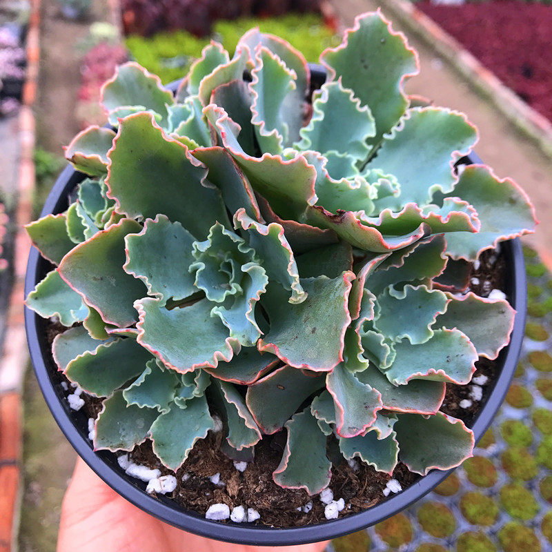 满额包邮多蓝狐多头含盆土稀少小货好防辐射花卉多肉植物