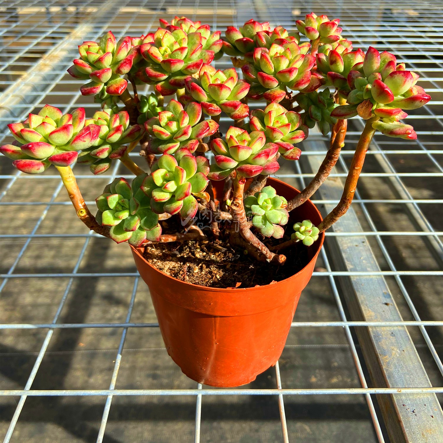 满额包邮多肉植物探戈老桩庭院组合昆明开挂区多肉植物