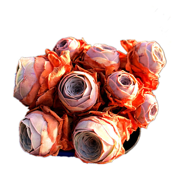 满额包邮多潘多拉玫瑰新品紫色粉耶罗精养防辐射花卉多肉植物