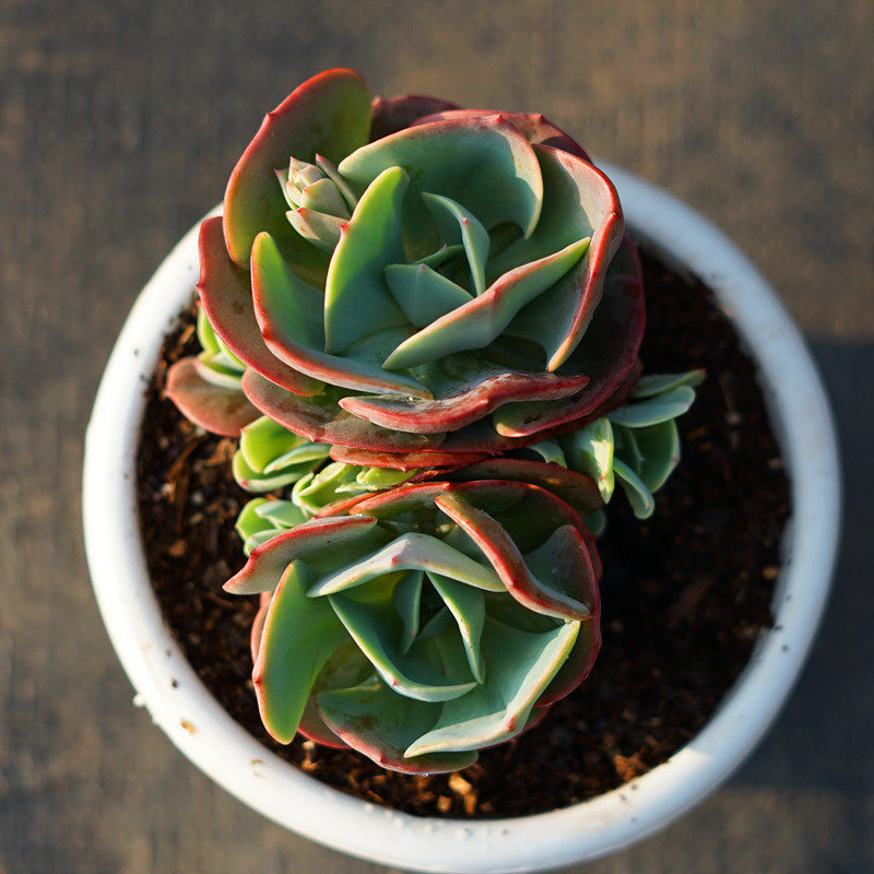 多肉植物红粉台阁稀有奇趣品种绿植防辐射窗台多肉植物