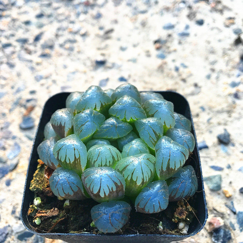 多肉植物十二潘氏龙珠玉露满额包邮故事品种多肉植物