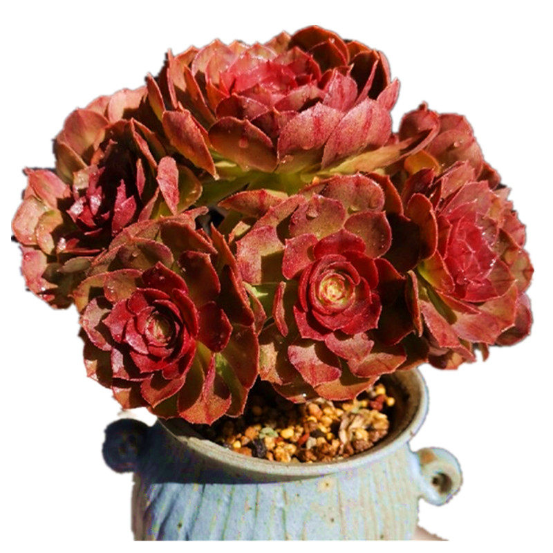 多肉植物万圣节法师老桩手捧满额包邮故事奇趣多肉植物