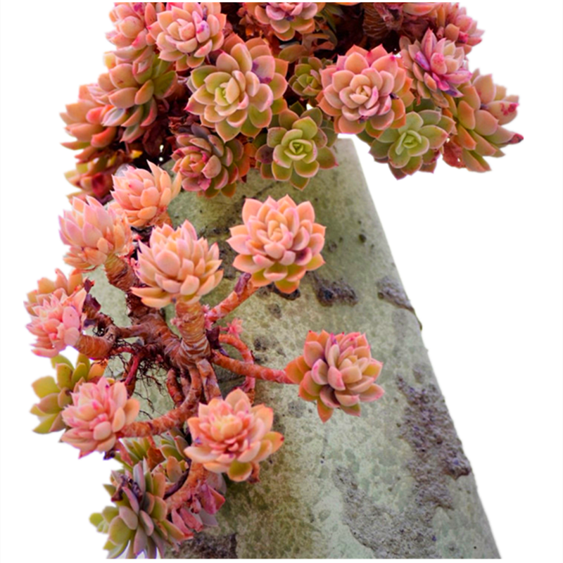 多肉植物红鹤丝绸面纱多头老桩盆栽大盆美观多肉植物